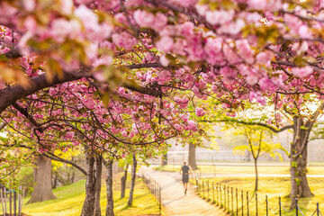 Naklejka premium Washington, DC during the Cherry Blossom Festival