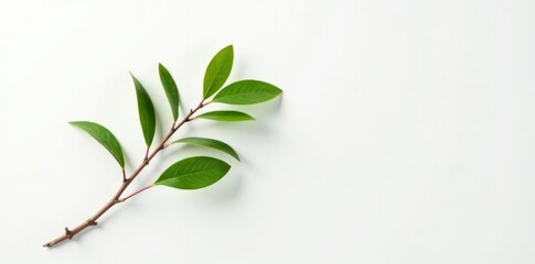 Fototapeta premium Single branch on white background with subtle shadow, wood, natural