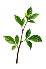 Fototapeta premium Single branch with leaves and buds isolated on white background, texture, solo