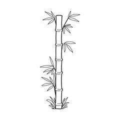 bamboo isolated on white