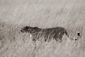 Cheetah roams through its territory © Herbert