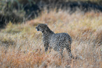 Cheetah roams through its territory © Herbert
