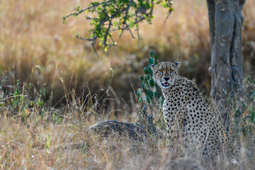 Cheetah roams through its territory
