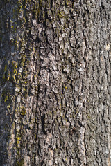 Common catalpa bark detail