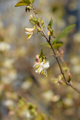 Winter flowering honeysuckle flowers