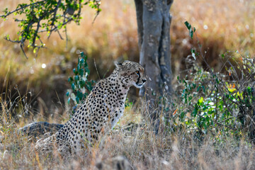 Cheetah roams through its territory © Herbert