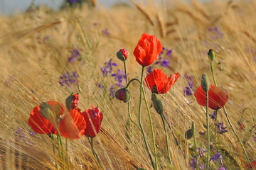 field of poppies