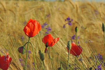 field of poppies