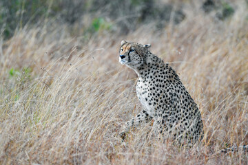 Cheetah roams through its territory © Herbert