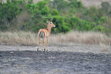 impala in the savannah