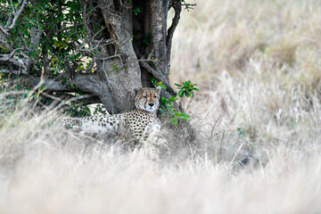 Cheetah roams through its territory © Herbert