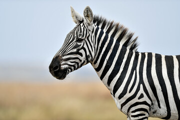 Fototapeta premium Herd of Zebra in the Savannah of Africa