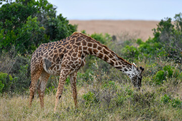 Giraffe Herd in the Savannah of Kenya