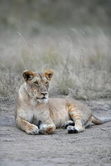 lion cub in the grass