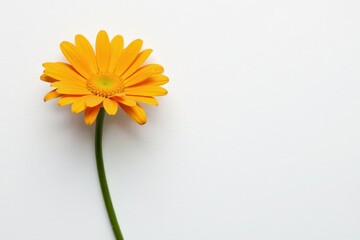 Single daisy, vibrant petals, white background, wildflower, vibrant