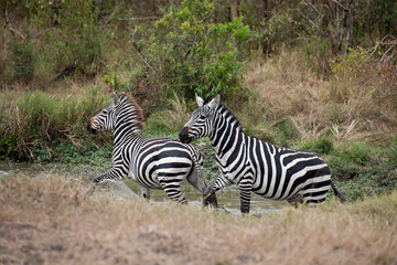 Herd of Zebra in the Savannah of Africa