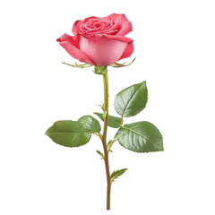 Obraz premium A red rose isolate on white background, highlighting its petals and intricate details. PNG