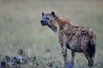Selbstklebende Fototapeten hyena in the savannah © Herbert