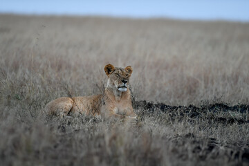 lioness in the savannah