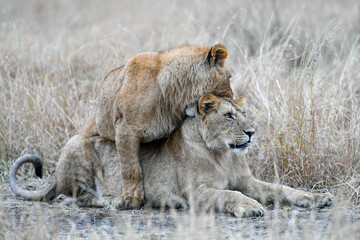 lioness in the grass