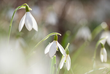 Obraz premium Przebiśniegi w lesie, wiosenne tło, wiosna 2025. 