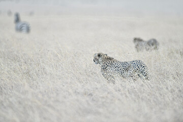 Cheetah roams through its territory © Herbert
