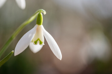 Przebiśniegi w lesie, wiosenne tło, wiosna 2025. 