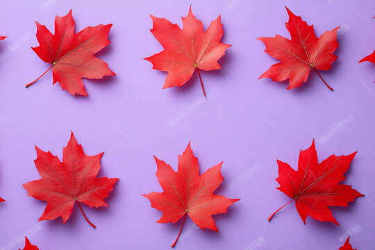 red maple leaves on a purple background. abstract fall pattern.