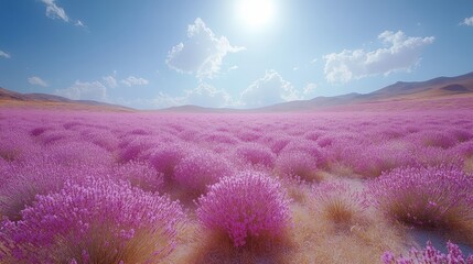 A field of lavender in full bloom under a cloudless sky.
