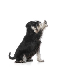 Black Schnauzer sitting upright raising paws in playful movement against white studio background. Concept of pet obedience, dog tricks, training service, canine intelligence. Smart dog