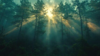 A foggy forest with sunrays piercing through the dense mist.
