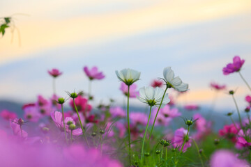 Obraz premium The beauty of the multi-colored cosmos fields planted in many areas for beauty, inviting tourists to visit in the winter in Nakhon Ratchasima Province
