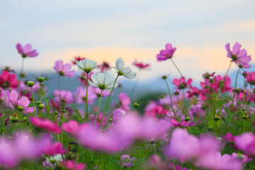 Obraz premium The beauty of the multi-colored cosmos fields planted in many areas for beauty, inviting tourists to visit in the winter in Nakhon Ratchasima Province
