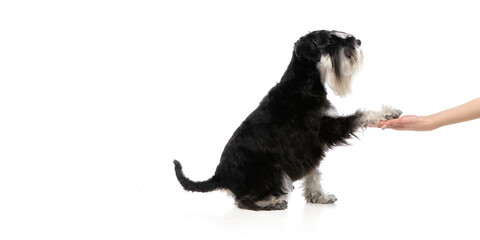 Black schnauzer dog giving paw to human hand in friendly interaction against white background. Concept of pet bonding, dog training, trust-building, animal companionship, responsible pet ownership.