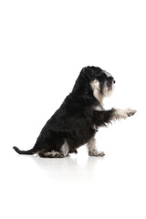 Black schnauzer dog giving paw in friendly interaction against white background. Concept of pet bonding, dog training, trust-building, animal companionship, responsible pet ownership.