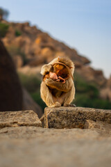 Hampi Ruins of Vijayanagar Kingdom