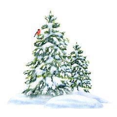 Snow-covered firs with a bullfinch in a snowdrift. Composition, Watercolor illustration, hand-drawn on a background isolated. For decor, design, printing and polygraphy, advertising
