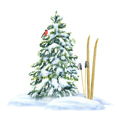 Skis and ski poles in a snowdrift near a spruce tree with a bird. Composition, Watercolor illustration, hand-drawn on a background isolated. For decor, design, printing and polygraphy, advertising