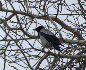 Gray and Black Bird Perched on Leafless Tree Branches in Winter