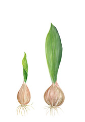 Flower bulbs with a sprout leaf watercolor illustration set isolated on white. Hand painted flower. High quality clip art perfect for mother's, women's day cards, posters, seed packages, decor design