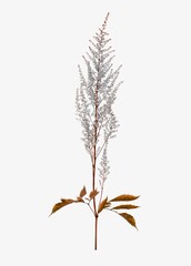 Botanical poster, greige leaves, nature design