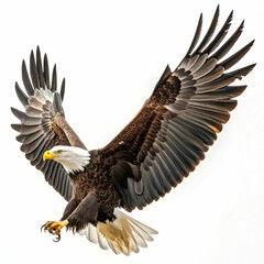 Obraz premium An eagle is a large, powerful bird of prey known for its keen vision