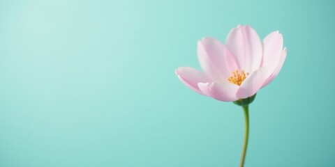 Obraz premium A Delicate Pink Flower Against a Soft Aqua Background, a Symbol of Spring's Gentle Arrival and the Promise of New Beginnings