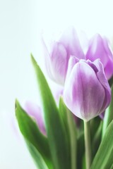 Vibrant purple tulips flower in a white vase. Fresh tulips flower with green leaves. Tulips flower in a vase brighten the room. Purple tulips add a touch of elegance. Aesthetic purple tulip flowers