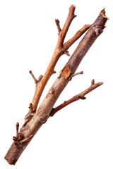 Natural Twigs and Branches Isolated on White Background for Organic and Rustic Design Projects