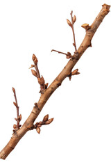 Fototapeta premium Close-Up of a Tree Branch with Buds Ready to Bloom in Spring Season, Isolated on a Transparent Background