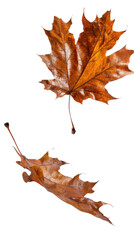 Fototapeta premium Two Fallen Autumn Leaves Displaying Rich Orange and Brown Hues Isolated on a Transparent Background for Seasonal Themes