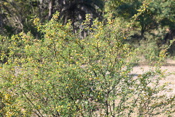 Vachellia nilotica flowers. Its other names gum arabic tree, babul, thorn mimosa, Egyptian acacia and thorny acacia. This is a tree in the family Fabaceae. Yellow Wildflower.