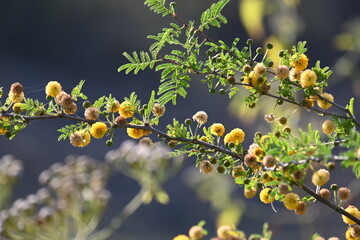 Vachellia nilotica flowers. Its other names gum arabic tree, babul, thorn mimosa, Egyptian acacia and thorny acacia. This is a tree in the family Fabaceae. Yellow Wildflower.
