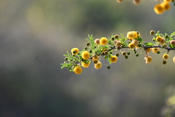 Vachellia nilotica flowers. Its other names gum arabic tree, babul, thorn mimosa, Egyptian acacia and thorny acacia. This is a tree in the family Fabaceae. Yellow Wildflower.